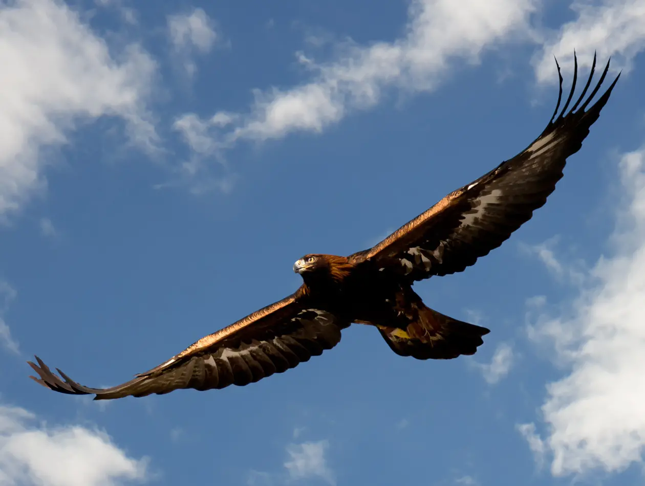 BennyBlu Basteltipp | Klammer-Adler