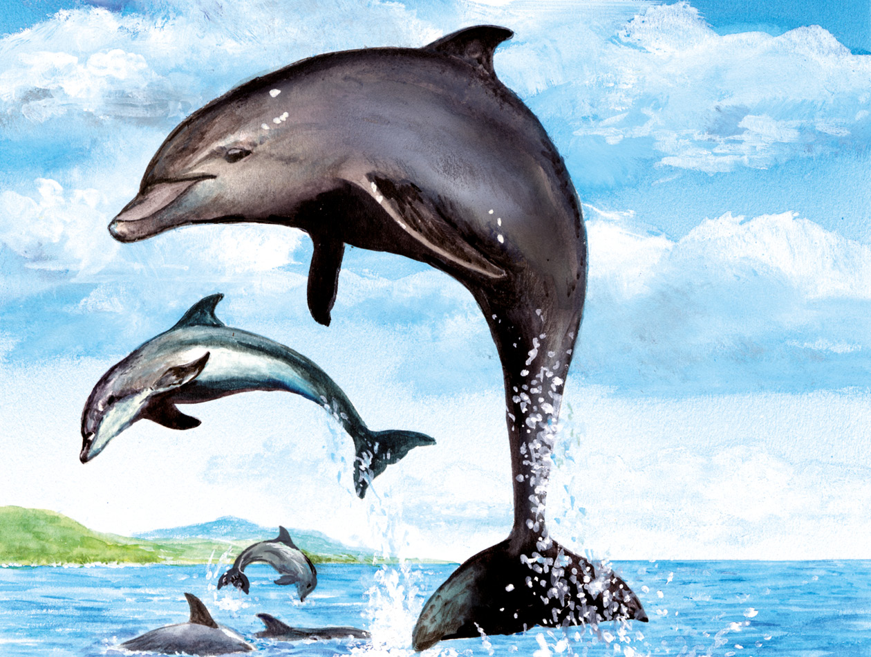 BennyBlu Ausmalbild | Delfine