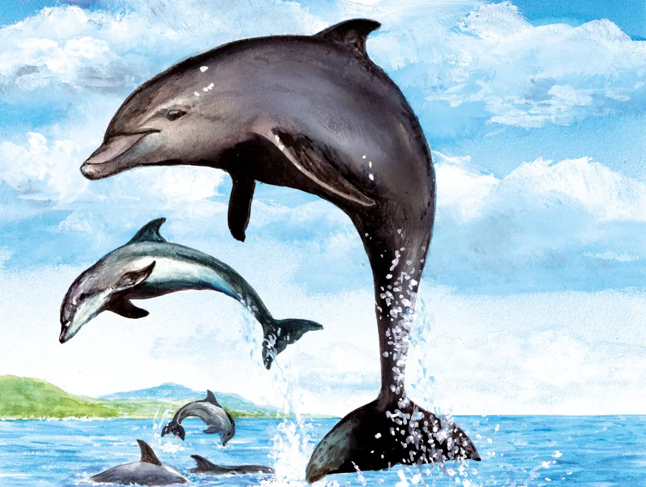 BennyBlu Ausmalbild | Delfine