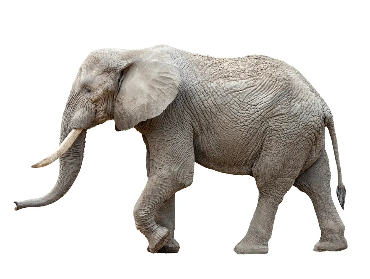 BennyBlu Ausmalbild | Elefant